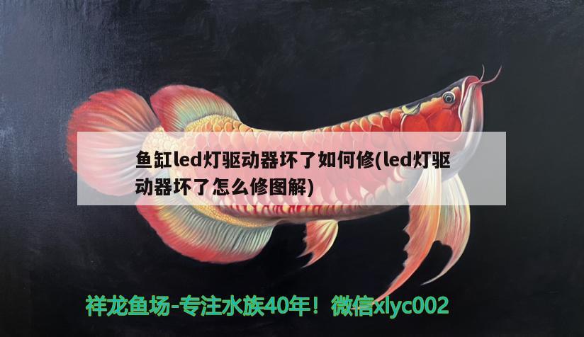 魚缸造景海洋圖片：魚缸造景設(shè)計(jì)圖樣 廣州水族批發(fā)市場(chǎng) 第1張