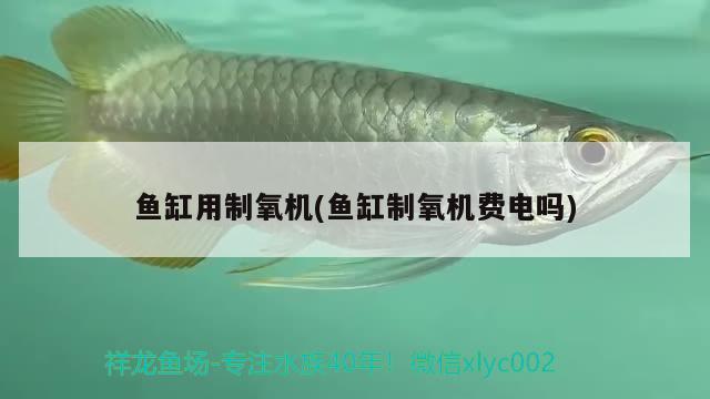 魚缸用制氧機(jī)(魚缸制氧機(jī)費(fèi)電嗎) 飛鳳魚苗