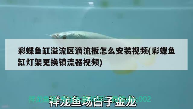 荊州水族批發(fā)市場(chǎng) 觀賞魚水族批發(fā)市場(chǎng) 第1張