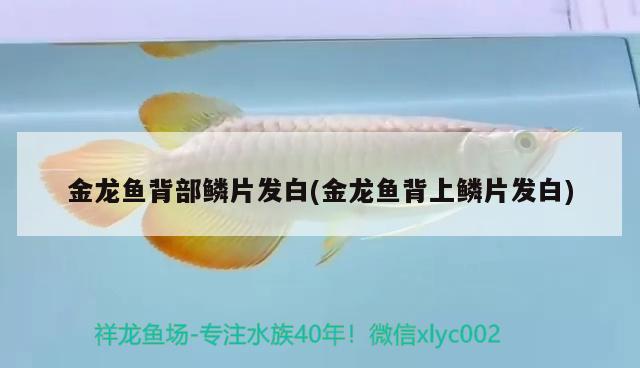 金龍魚(yú)背部鱗片發(fā)白(金龍魚(yú)背上鱗片發(fā)白) 印尼小紅龍