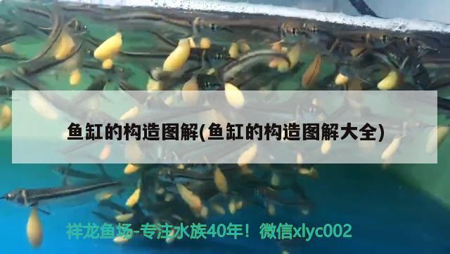 魚缸的構造圖解(魚缸的構造圖解大全) 委內(nèi)瑞拉奧里諾三間魚苗