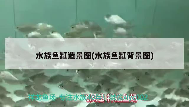 水族魚缸造景圖(水族魚缸背景圖) 紅勾銀版魚