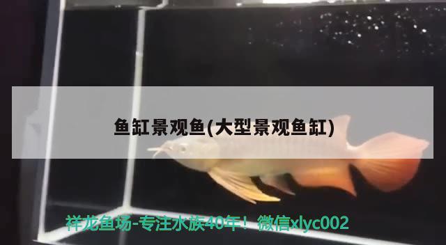 魚缸景觀魚(大型景觀魚缸) 名貴錦鯉魚