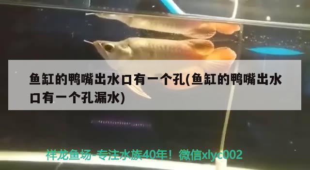 魚缸加熱泵什么牌子好(魚缸加熱器排行榜) 女王大帆魚 第2張