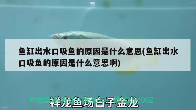 魚缸出水口吸魚的原因是什么意思(魚缸出水口吸魚的原因是什么意思啊) 觀賞魚魚苗 第1張