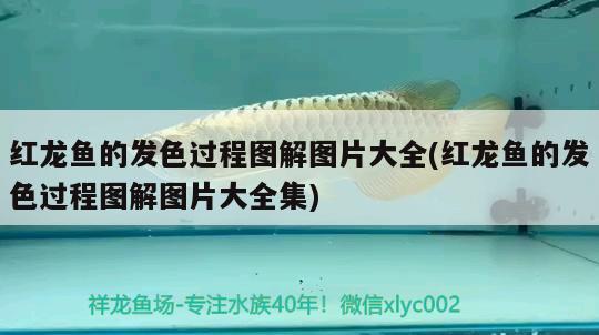 便宜的魚(yú)缸造景多少錢(qián)（柜體魚(yú)缸造景大概得花多少錢(qián)） 虎魚(yú)百科 第1張