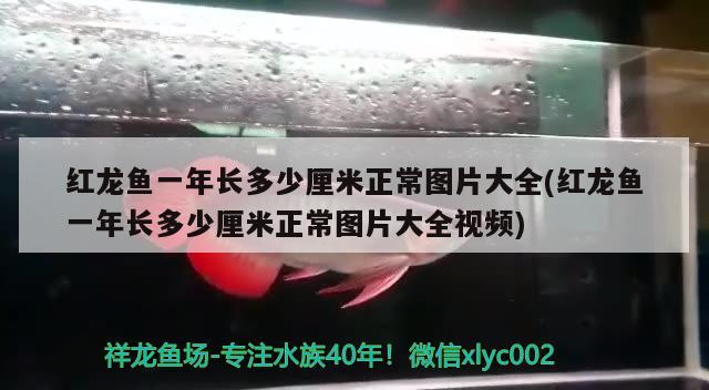 昆明水族館培養(yǎng)中小魔獸47公分 麥肯斯銀版魚 第2張