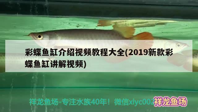 彩蝶魚缸介紹視頻教程大全(2019新款彩蝶魚缸講解視頻) 金頭過背金龍魚