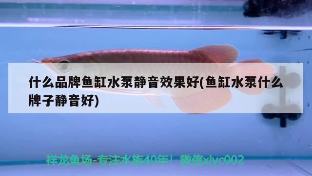 什么品牌魚(yú)缸水泵靜音效果好(魚(yú)缸水泵什么牌子靜音好) 魚(yú)缸水泵