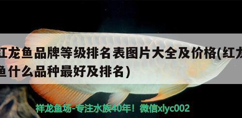 紅龍魚品牌等級(jí)排名表圖片大全及價(jià)格(紅龍魚什么品種最好及排名) 印尼紅龍魚