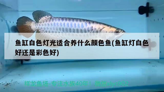 紅龍魚(yú)和虎魚(yú)打架怎么辦（紅龍和虎魚(yú)混養(yǎng)尺寸）