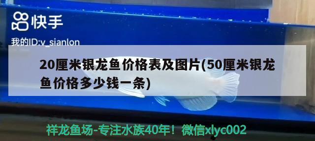 20厘米銀龍魚價格表及圖片(50厘米銀龍魚價格多少錢一條) 銀龍魚