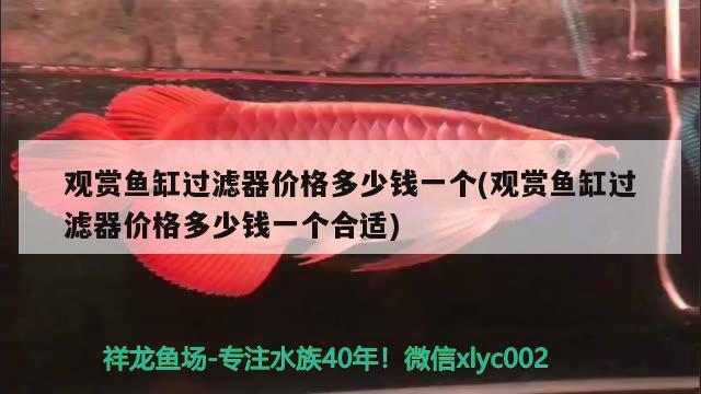 觀賞魚缸過濾器價格多少錢一個(觀賞魚缸過濾器價格多少錢一個合適) 南美異型魚