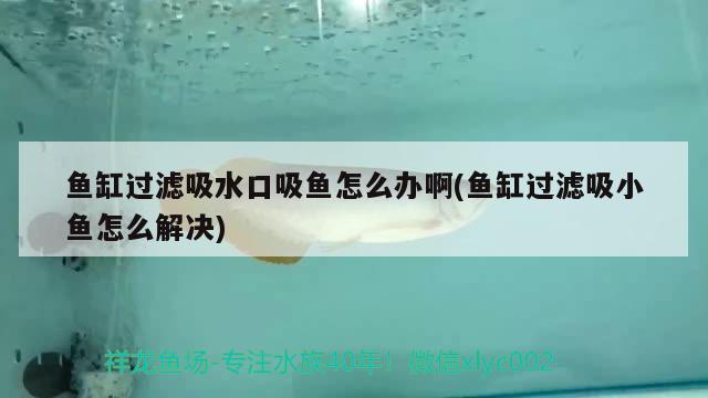 魚缸過濾吸水口吸魚怎么辦啊(魚缸過濾吸小魚怎么解決) 粗線銀版魚苗