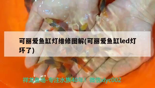 可麗愛魚缸燈維修圖解(可麗愛魚缸led燈壞了) 銀龍魚苗