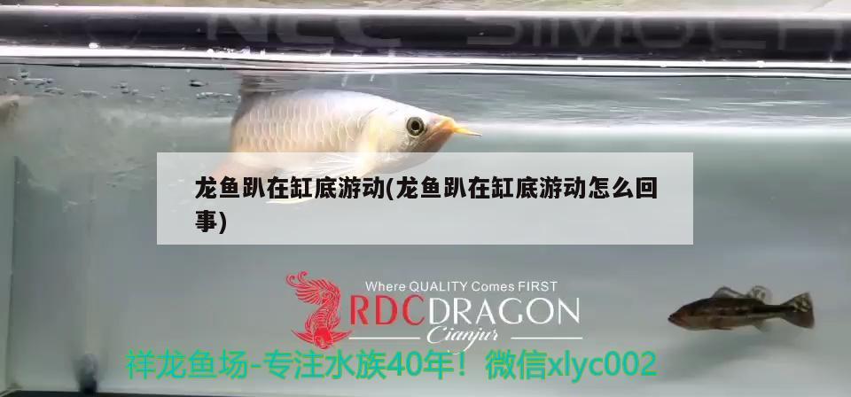 龍魚趴在缸底游動(dòng)(龍魚趴在缸底游動(dòng)怎么回事) 潛水艇魚