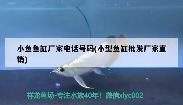 小魚魚缸廠家電話號碼(小型魚缸批發(fā)廠家直銷) 白子關(guān)刀魚