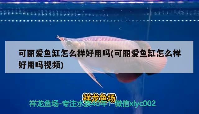 可麗愛魚缸怎么樣好用嗎(可麗愛魚缸怎么樣好用嗎視頻)