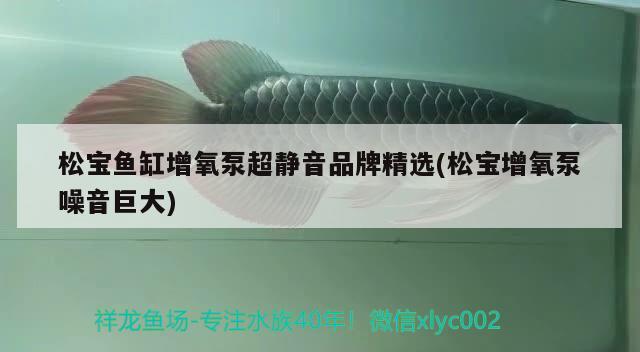 金龍魚(yú)翹嘴圖片欣賞大全視頻（金龍魚(yú)翹嘴圖片欣賞大全視頻下載） 量子養(yǎng)魚(yú)技術(shù) 第3張