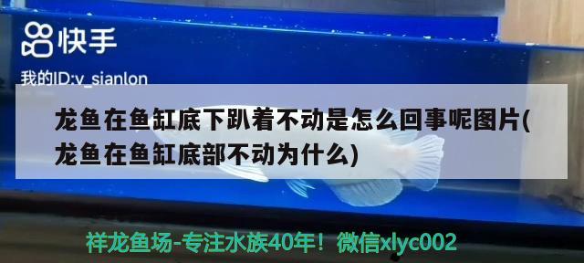 龍魚在魚缸底下趴著不動(dòng)是怎么回事呢圖片(龍魚在魚缸底部不動(dòng)為什么)