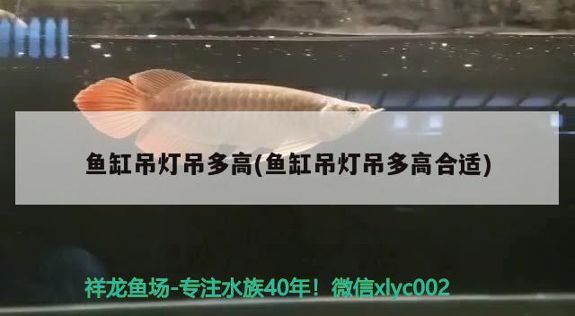 魚缸吊燈吊多高(魚缸吊燈吊多高合適) 帝王血鉆魚