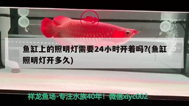 魚缸上的照明燈需要24小時開著嗎?(魚缸照明燈開多久) 白子金龍魚