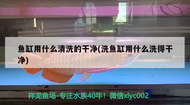 魚(yú)缸用什么清洗的干凈(洗魚(yú)缸用什么洗得干凈) 紅龍魚(yú)百科