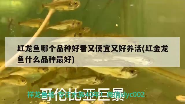 紅龍魚(yú)哪個(gè)品種好看又便宜又好養(yǎng)活(紅金龍魚(yú)什么品種最好)