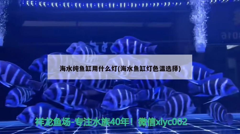 海水純魚缸用什么燈(海水魚缸燈色溫選擇) 海水魚