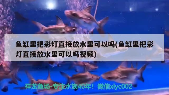 魚缸里把彩燈直接放水里可以嗎(魚缸里把彩燈直接放水里可以嗎視頻)