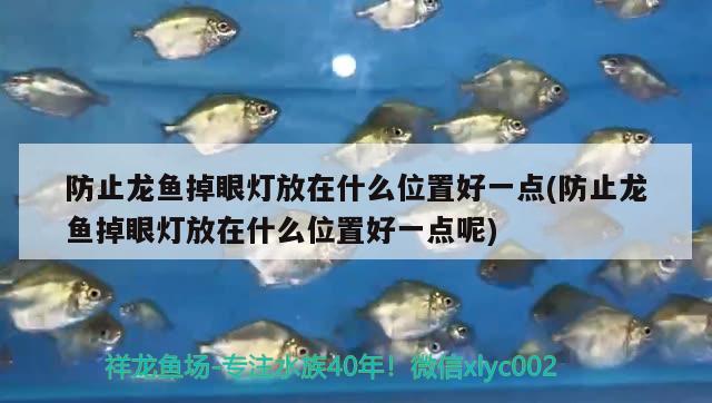 防止龍魚(yú)掉眼燈放在什么位置好一點(diǎn)(防止龍魚(yú)掉眼燈放在什么位置好一點(diǎn)呢)