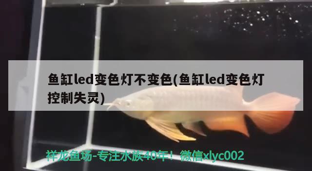 魚缸怎么才能養(yǎng)好魚，有人說唱歌可以長壽