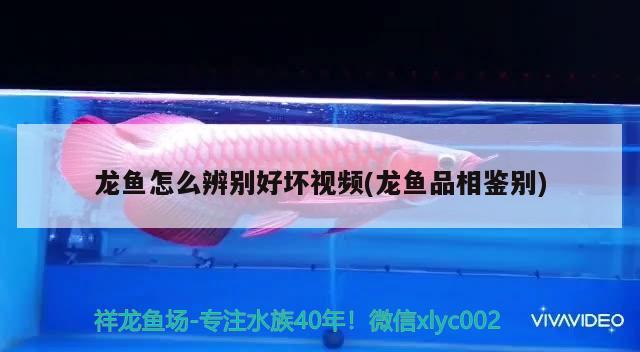 龍魚怎么辨別好壞視頻(龍魚品相鑒別)