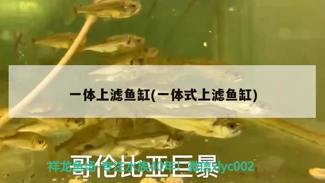 一體上濾魚缸(一體式上濾魚缸) 一眉道人魚