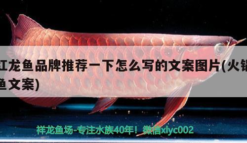 黑桃a魚能和金龍魚一起養(yǎng)嗎 黑桃a魚和龍魚能混養(yǎng)嗎