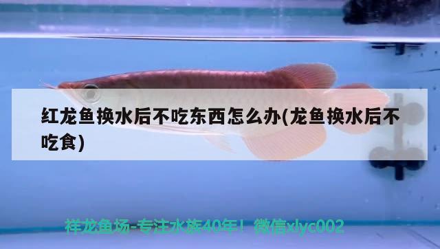 紅龍魚(yú)換水后不吃東西怎么辦(龍魚(yú)換水后不吃食)