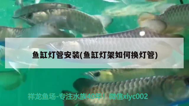 紅龍魚的綠皮與綠底(綠皮紅龍魚圖片)