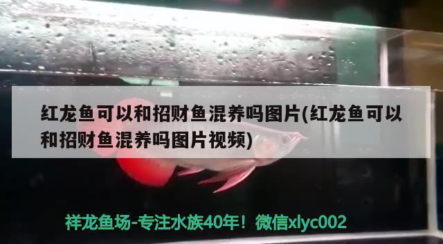 紅龍魚(yú)可以和招財(cái)魚(yú)混養(yǎng)嗎圖片(紅龍魚(yú)可以和招財(cái)魚(yú)混養(yǎng)嗎圖片視頻)