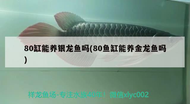 80缸能養(yǎng)銀龍魚(yú)嗎(80魚(yú)缸能養(yǎng)金龍魚(yú)嗎)