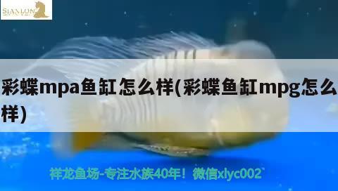 彩蝶mpa魚缸怎么樣(彩蝶魚缸mpg怎么樣) 海象魚 第2張