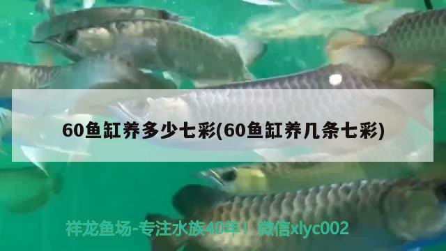 60魚缸養(yǎng)多少七彩(60魚缸養(yǎng)幾條七彩) 觀賞龜/鱉飼料