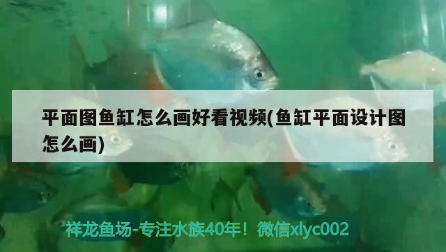 平面圖魚缸怎么畫好看視頻(魚缸平面設計圖怎么畫) 大白鯊魚