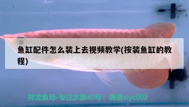 魚(yú)缸配件怎么裝上去視頻教學(xué)(按裝魚(yú)缸的教程)