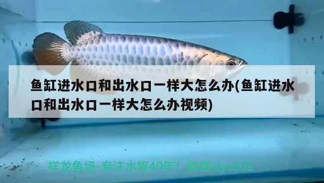 魚缸進(jìn)水口和出水口一樣大怎么辦(魚缸進(jìn)水口和出水口一樣大怎么辦視頻) 蝴蝶鯉