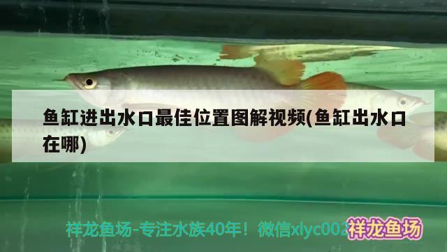 魚缸進(jìn)出水口最佳位置圖解視頻(魚缸出水口在哪)