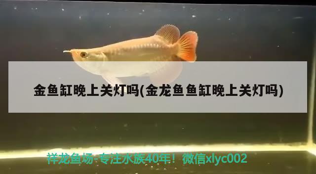 金魚缸晚上關(guān)燈嗎(金龍魚魚缸晚上關(guān)燈嗎) 元寶鯽