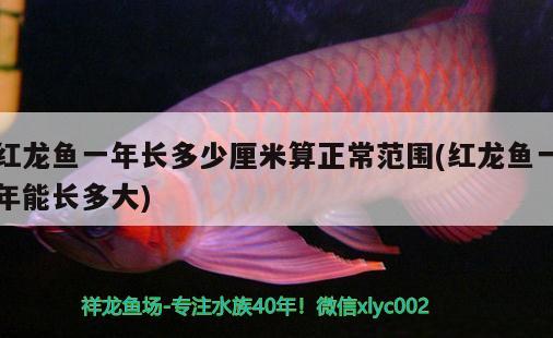 紅龍魚一年長(zhǎng)多少厘米算正常范圍(紅龍魚一年能長(zhǎng)多大) 紅龍專用魚糧飼料