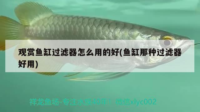 觀賞魚缸過濾器怎么用的好(魚缸那種過濾器好用)