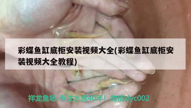 彩蝶魚缸底柜安裝視頻大全(彩蝶魚缸底柜安裝視頻大全教程)