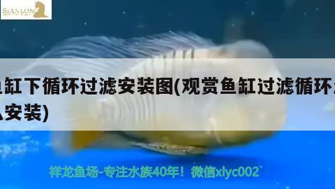 魚(yú)缸下循環(huán)過(guò)濾安裝圖(觀賞魚(yú)缸過(guò)濾循環(huán)怎么安裝) 魟魚(yú)百科